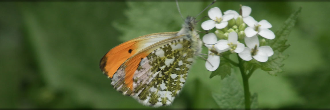 Nahaufnahme im Frühling