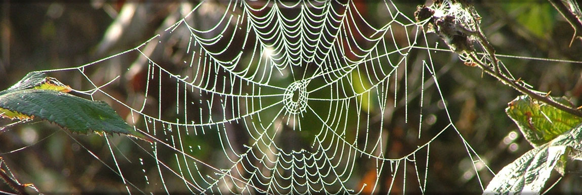 Spinnennetz im Morgentau