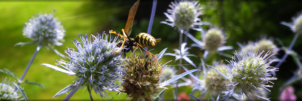 Nahaufnahme im Frühling